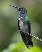 White-necked Jacobin