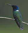 Colibri jacobin