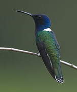 White-necked Jacobin