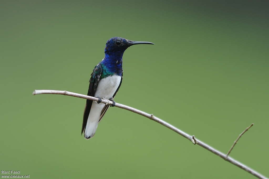 White-necked Jacobin male adult breeding, identification