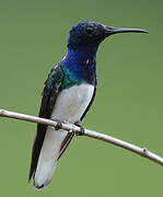 White-necked Jacobin