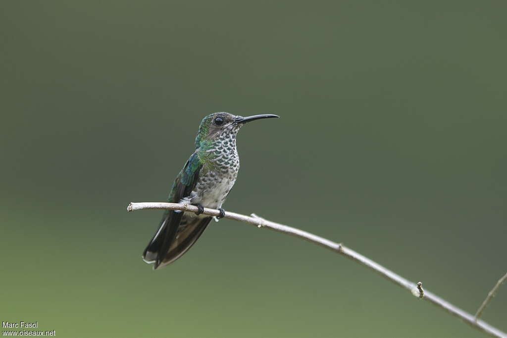 White-necked Jacobin female adult breeding, identification