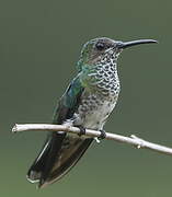 White-necked Jacobin