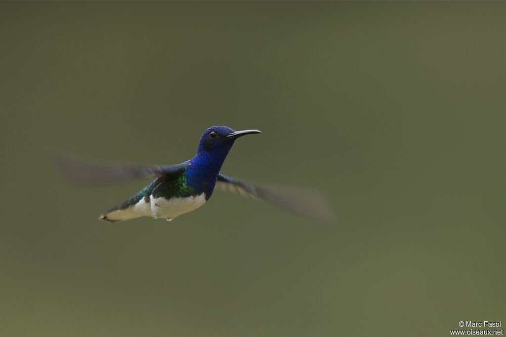 White-necked Jacobin male adult breeding, Flight