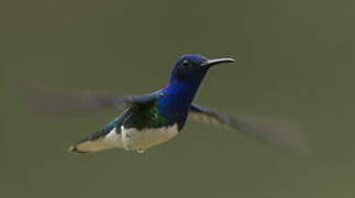 White-necked Jacobin