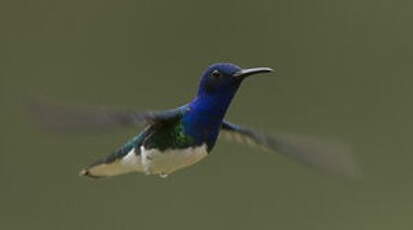 Colibri jacobin