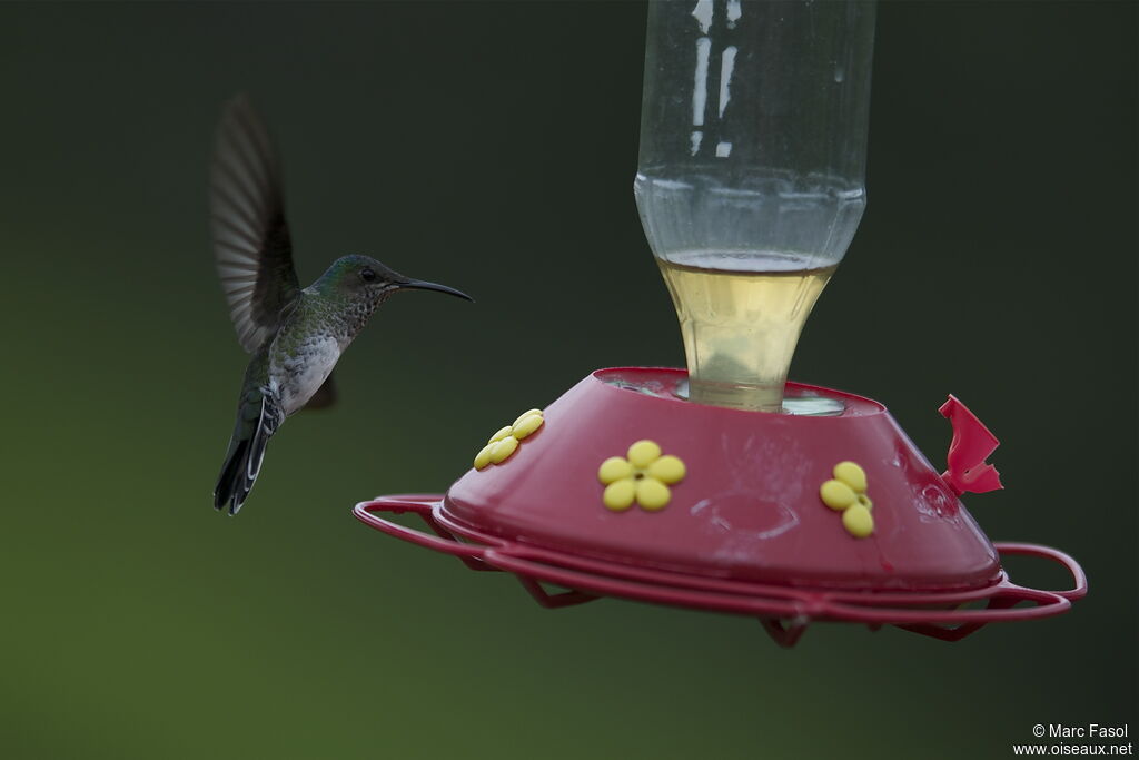 White-necked Jacobin female adult breeding, feeding habits