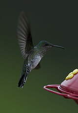 Colibri jacobin