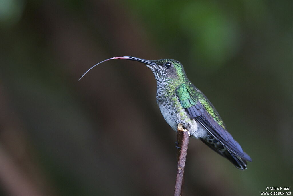 Colibri jacobin femelle adulte, identification, Comportement