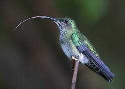 White-necked Jacobin