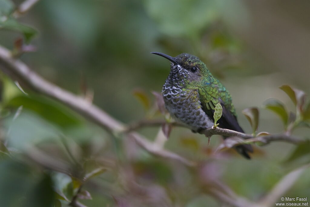 Colibri jacobin femelle adulte, identification