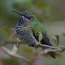 Colibri jacobin