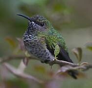 White-necked Jacobin