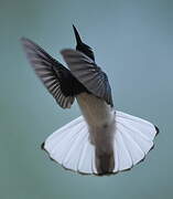 White-necked Jacobin