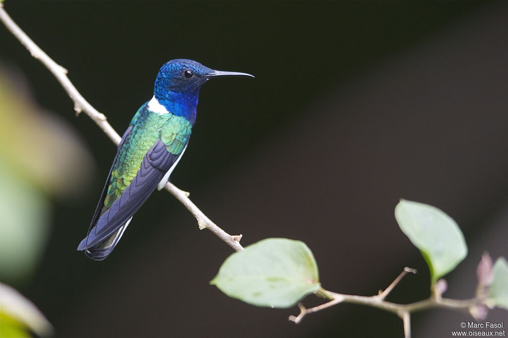 Colibri jacobin mâle adulte, identification