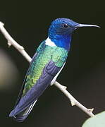 White-necked Jacobin