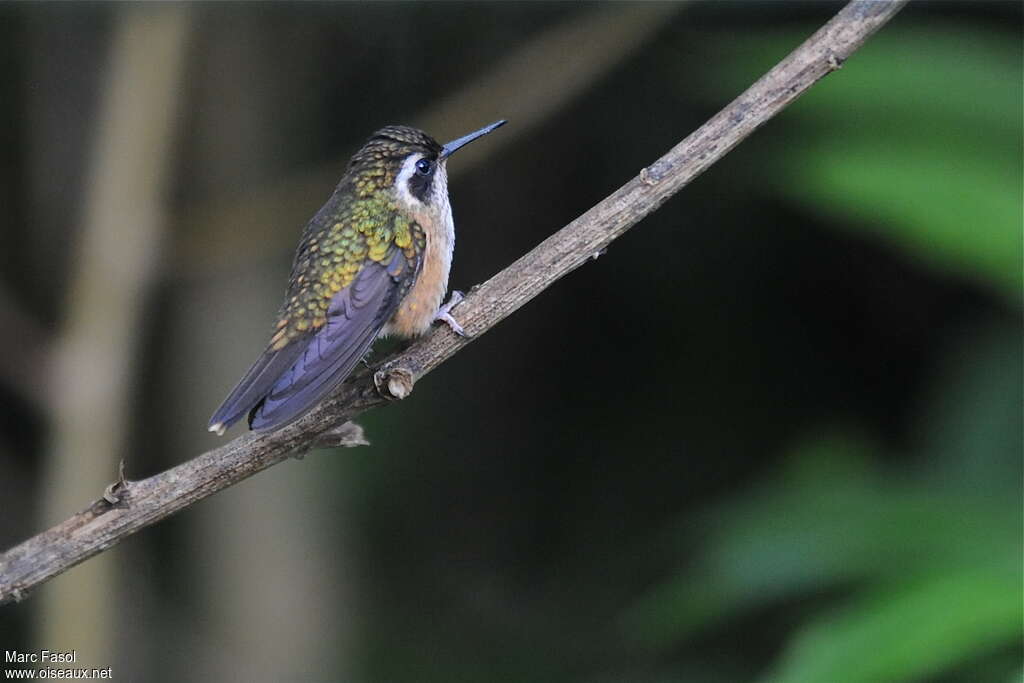 Colibri mouchetéadulte, identification