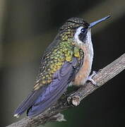 Colibri moucheté