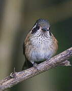 Speckled Hummingbird