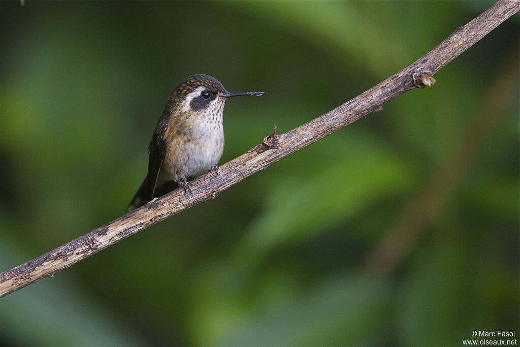 Colibri mouchetéadulte, identification