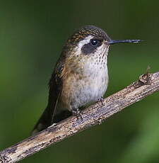 Colibri moucheté