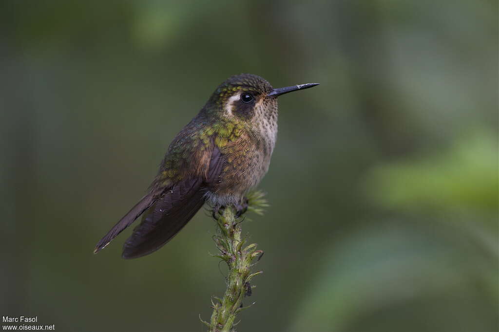 Colibri mouchetéadulte, identification