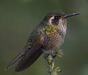 Colibri moucheté