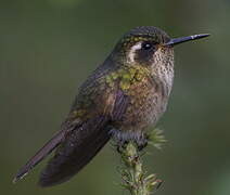 Speckled Hummingbird