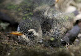 Speckled Hummingbird