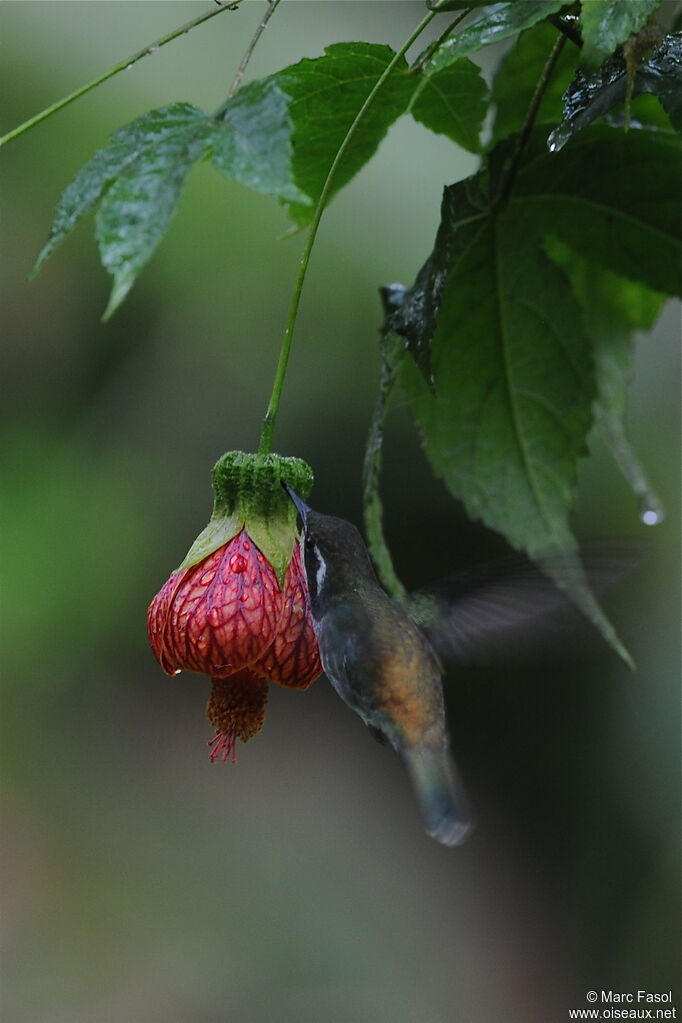 Colibri mouchetéadulte, identification, Vol, régime, Comportement