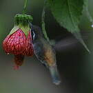 Colibri moucheté