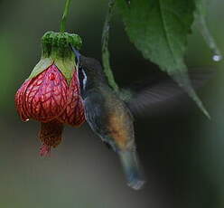 Colibri moucheté