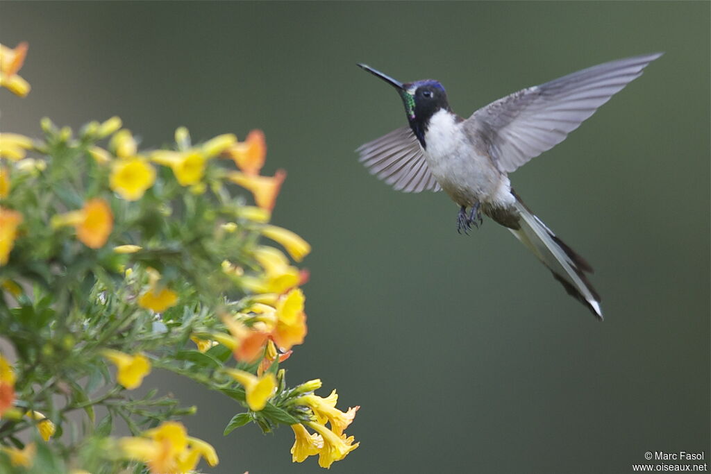 Bearded Mountaineer male adult breeding, Flight