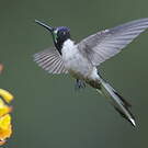 Colibri noble