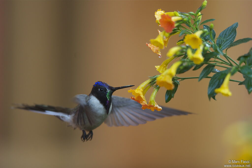 Colibri noble mâle adulte nuptial, Vol, régime, Comportement