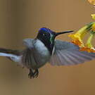 Colibri noble