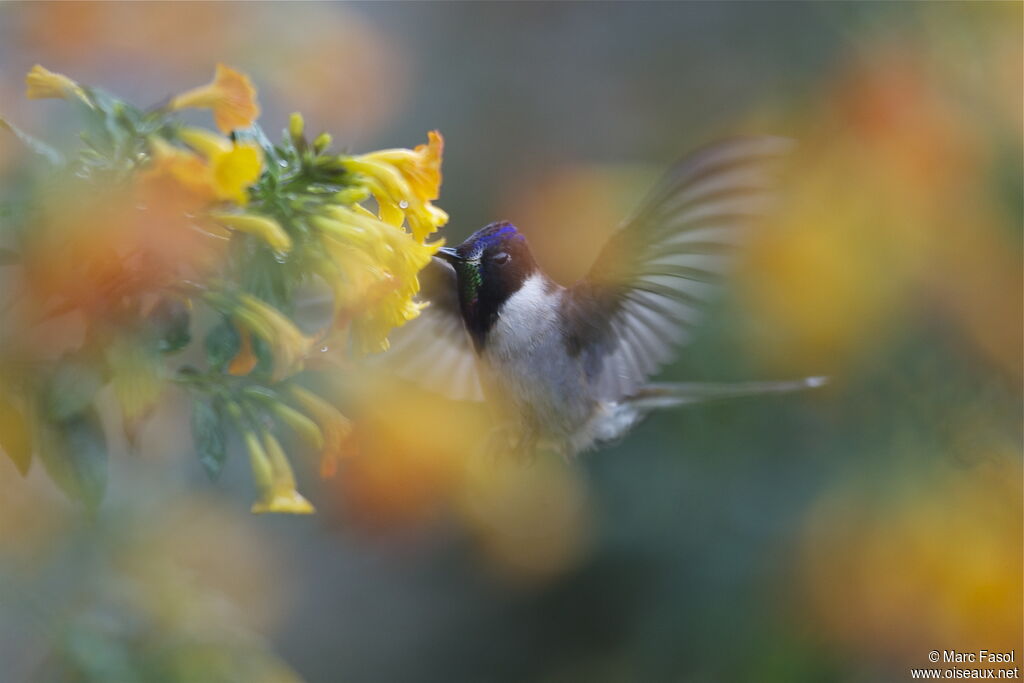 Colibri noble mâle adulte nuptial, Vol, régime, Comportement