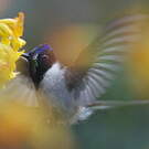 Colibri noble