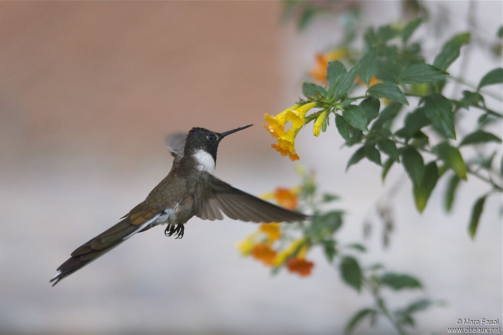 Colibri noble mâle adulte nuptial, Vol