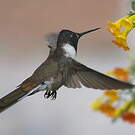 Colibri noble