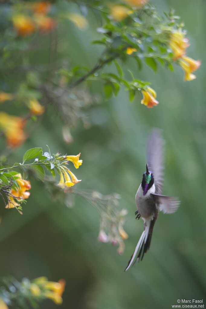 Colibri noble mâle adulte nuptial, identification, régime, Comportement