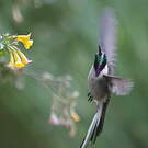 Colibri noble