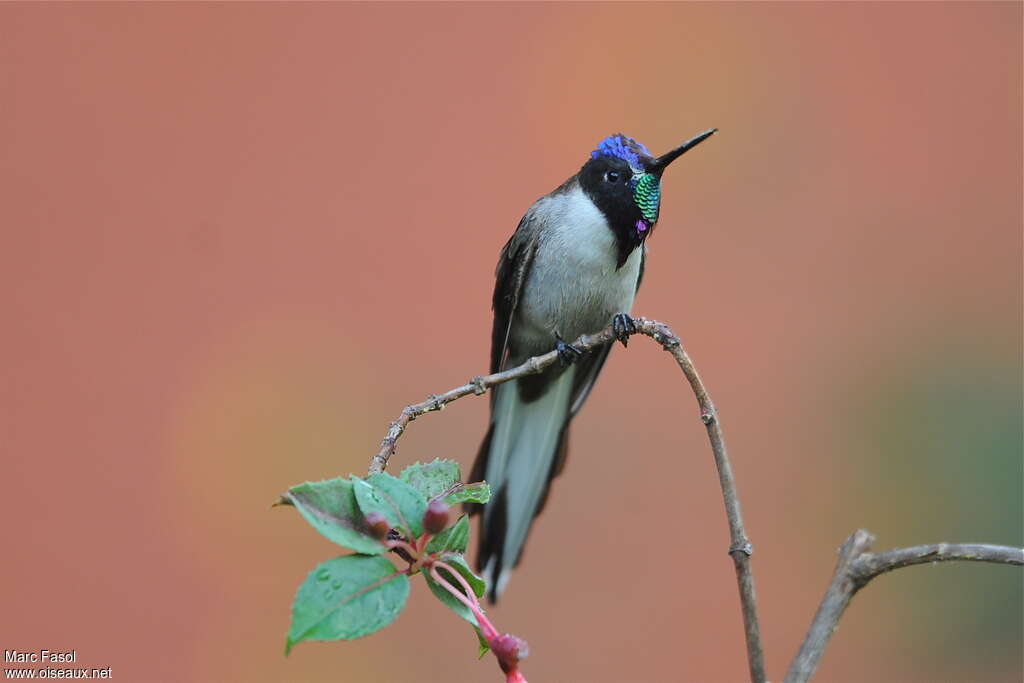 Colibri noble mâle adulte nuptial, identification