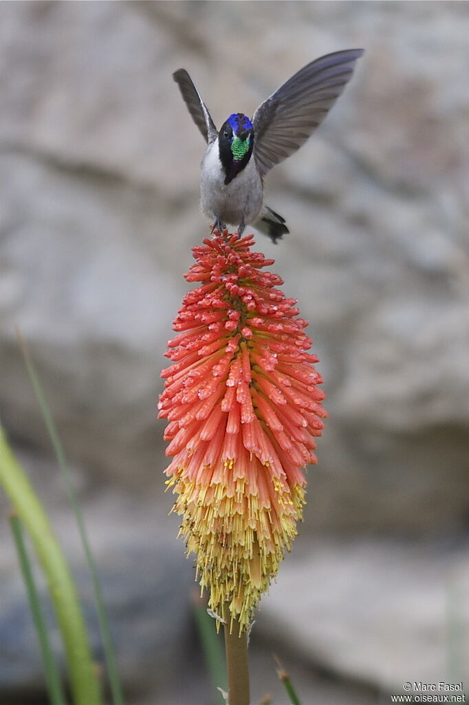 Colibri noble mâle adulte nuptial, identification, Comportement