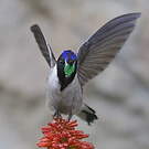 Colibri noble