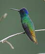 Colibri oenone