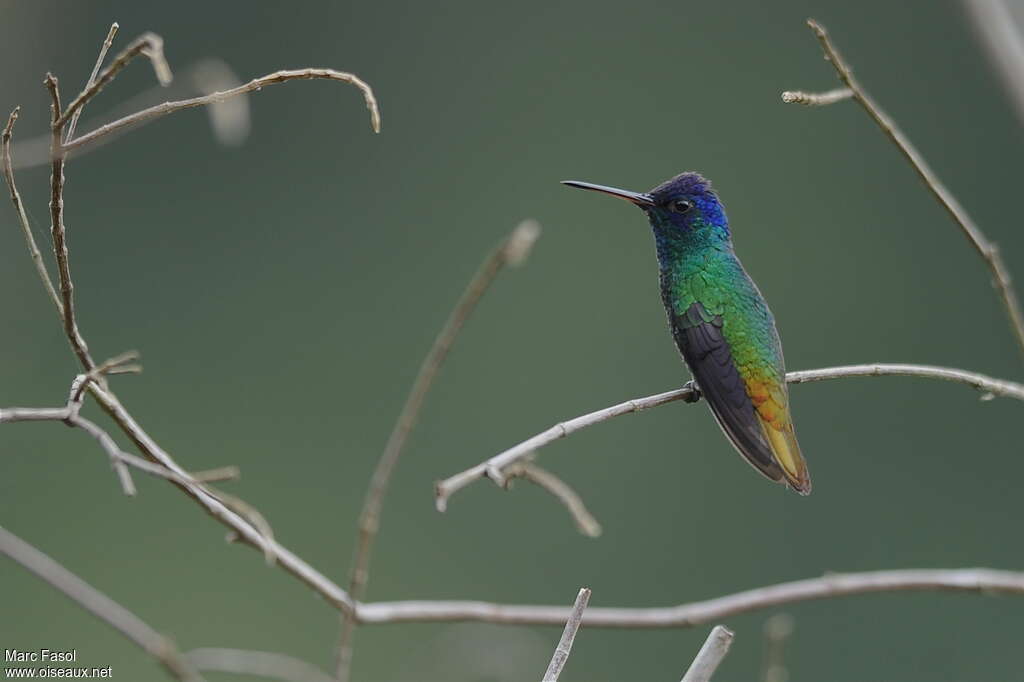 Golden-tailed Sapphire male, adult, breeding, identification