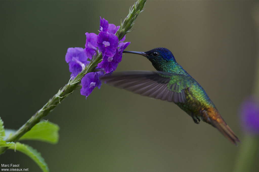 Golden-tailed Sapphire male, adult, flight, eating