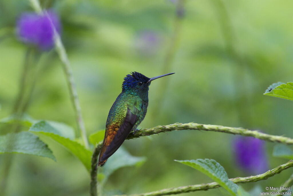 Colibri oenone adulte, identification