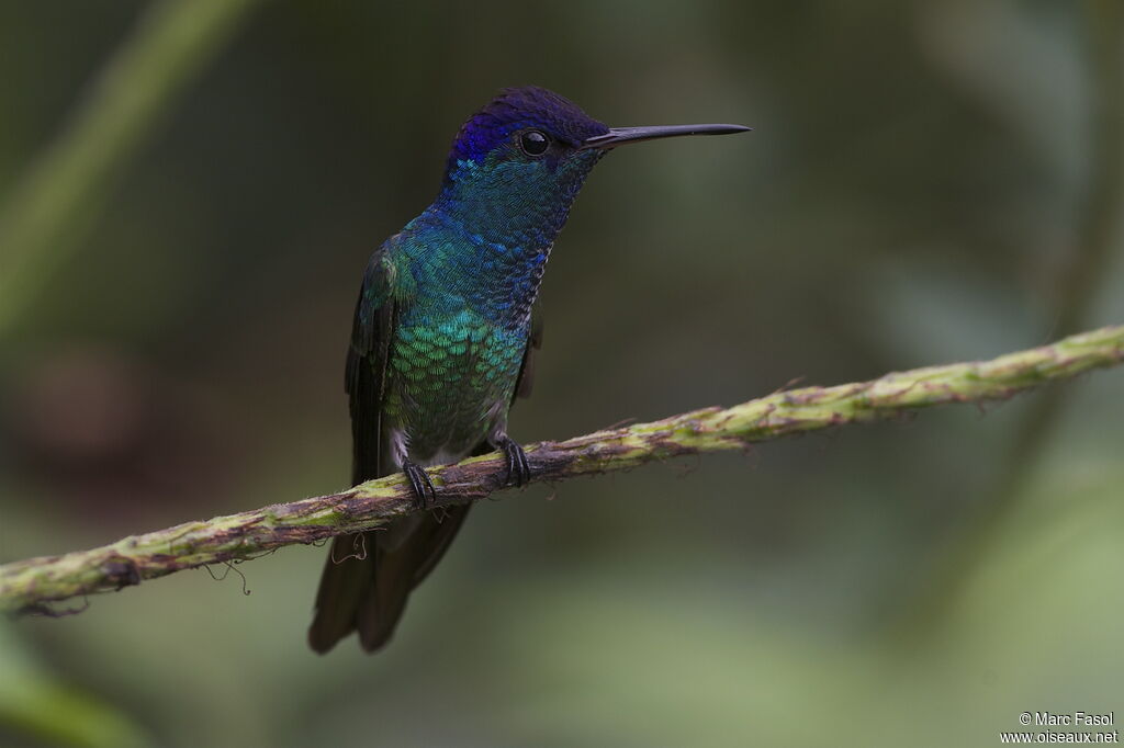 Golden-tailed Sapphire male, adult, identification